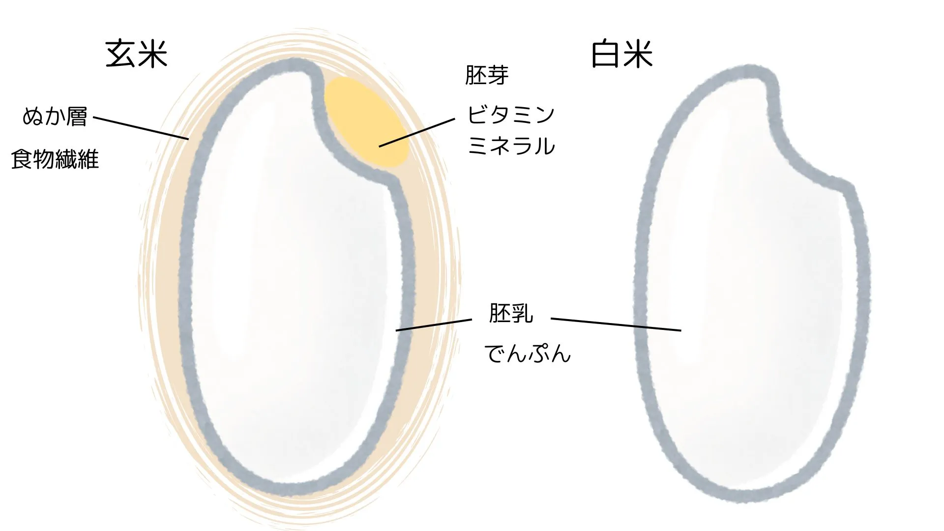 玄米と白米の構造の違い